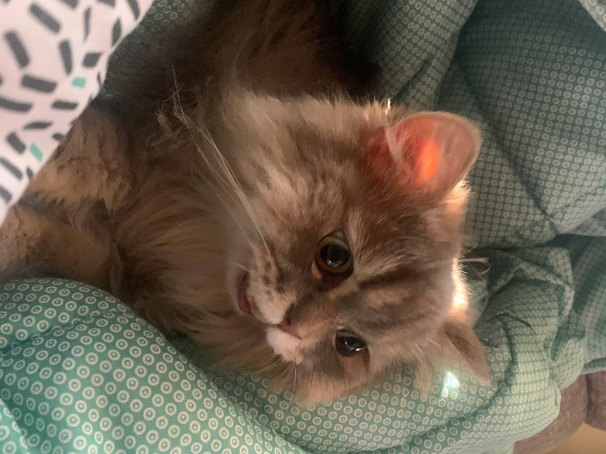 Ramses a rejoint le concours — aidez-le/la à gagner de superbes lots ! carnivore, cat, cat_supply, claw, comfort, couch, domestic_short_haired_cat, fawn, felidae, fur, nap, paw, small_to_medium_sized_cats, snout, tail, whiskers