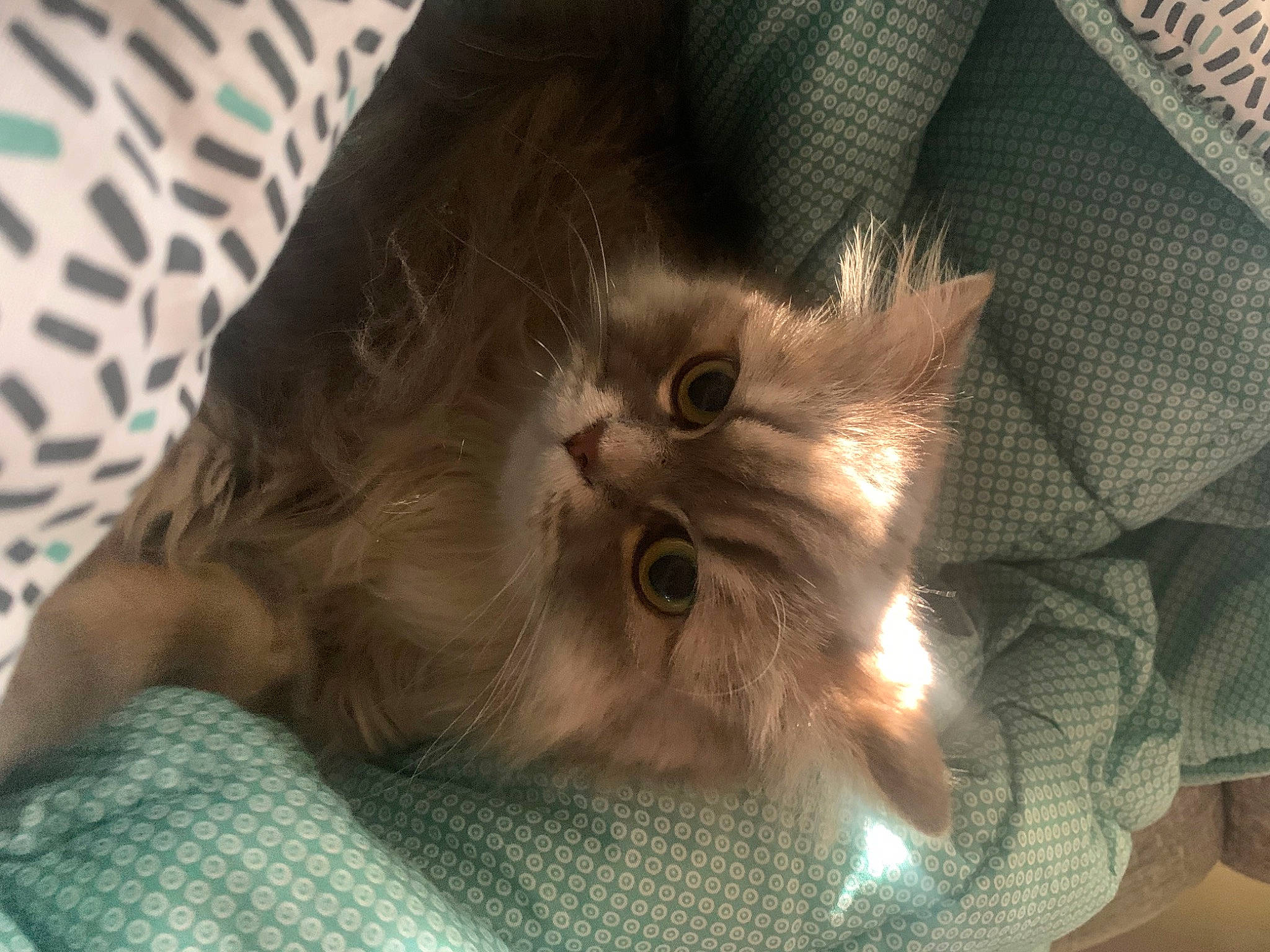 Ramses a rejoint le concours — aidez-le/la à gagner de superbes lots ! carnivore, cat, claw, comfort, domestic_short_haired_cat, ear, fawn, felidae, fur, iris, pattern, paw, plant, small_to_medium_sized_cats, snout, whiskers