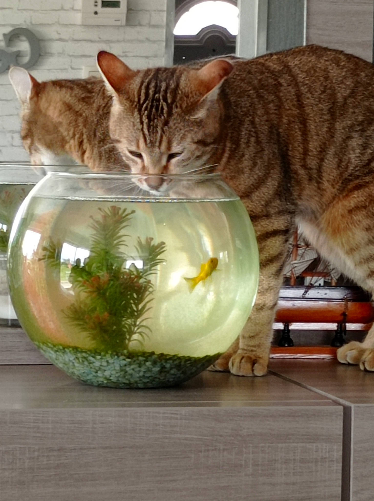 Tigre participe au concours pour gagner de l'argent avec cette photo : carnivore, cat, cat_supply, domestic_short_haired_cat, drinkware, fawn, felidae, fur, grass, houseplant, pet_supply, plant, plate, serveware, small_to_medium_sized_cats, snout, tableware, tail, whiskers, window