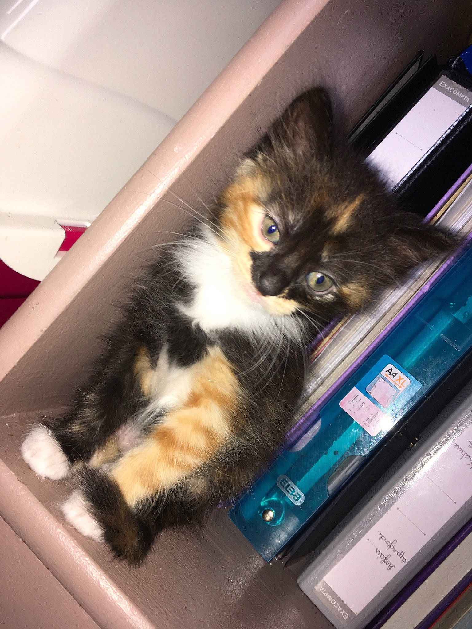 Guizmo participe au concours pour gagner de l'argent avec cette photo : carnivore, cat, companion_dog, computer_monitor, domestic_short_haired_cat, felidae, flat_panel_display, flooring, fur, machine, mammal, netbook, personal_computer, publication, room, sky, small_to_medium_sized_cats, tail, whiskers, wood