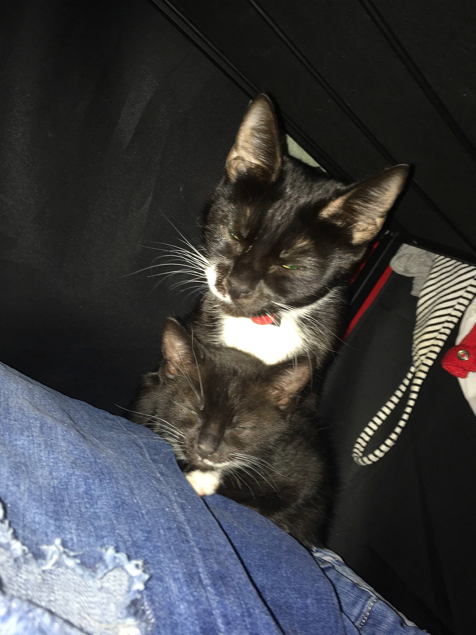 Guizmo a rejoint le concours — aidez-le/la à gagner de superbes lots ! black_cat, carnivore, cat, claw, comfort, darkness, domestic_short_haired_cat, felidae, fur, grey, mammal, monochrome, monochrome_photography, night, paw, sitting, small_to_medium_sized_cats, snout, tail, whiskers