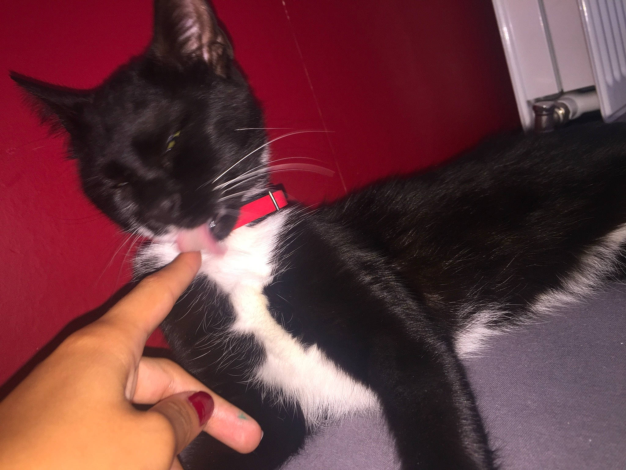 Guizmo participe au concours pour gagner de l'argent avec cette photo : carmine, carnivore, cat, comfort, domestic_short_haired_cat, felidae, foot, formal_wear, fur, gesture, human_leg, lap, leg, nail, paw, small_to_medium_sized_cats, snout, tail, thumb, whiskers