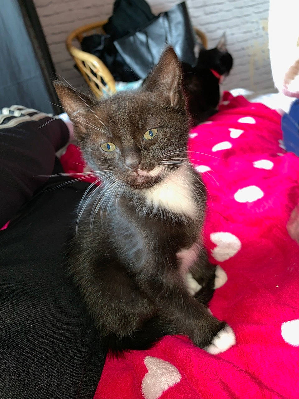 Guizmo a rejoint le concours — aidez-le/la à gagner de superbes lots ! black_cat, carnivore, cat, cat_supply, chartreux, claw, comfort, domestic_short_haired_cat, fawn, felidae, fur, grey, korat, paw, russian_blue, sitting, small_to_medium_sized_cats, snout, tail, whiskers