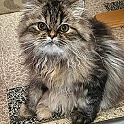 Valentine a rejoint le concours — aidez-le/la à gagner de superbes lots ! cat, fluffy, long_hair, pet, animal, wide_eyes, sitting, indoor, floor, tile, pattern, whiskers, cute, furry, domestic, portrait, mammal, curious, feline, closeup