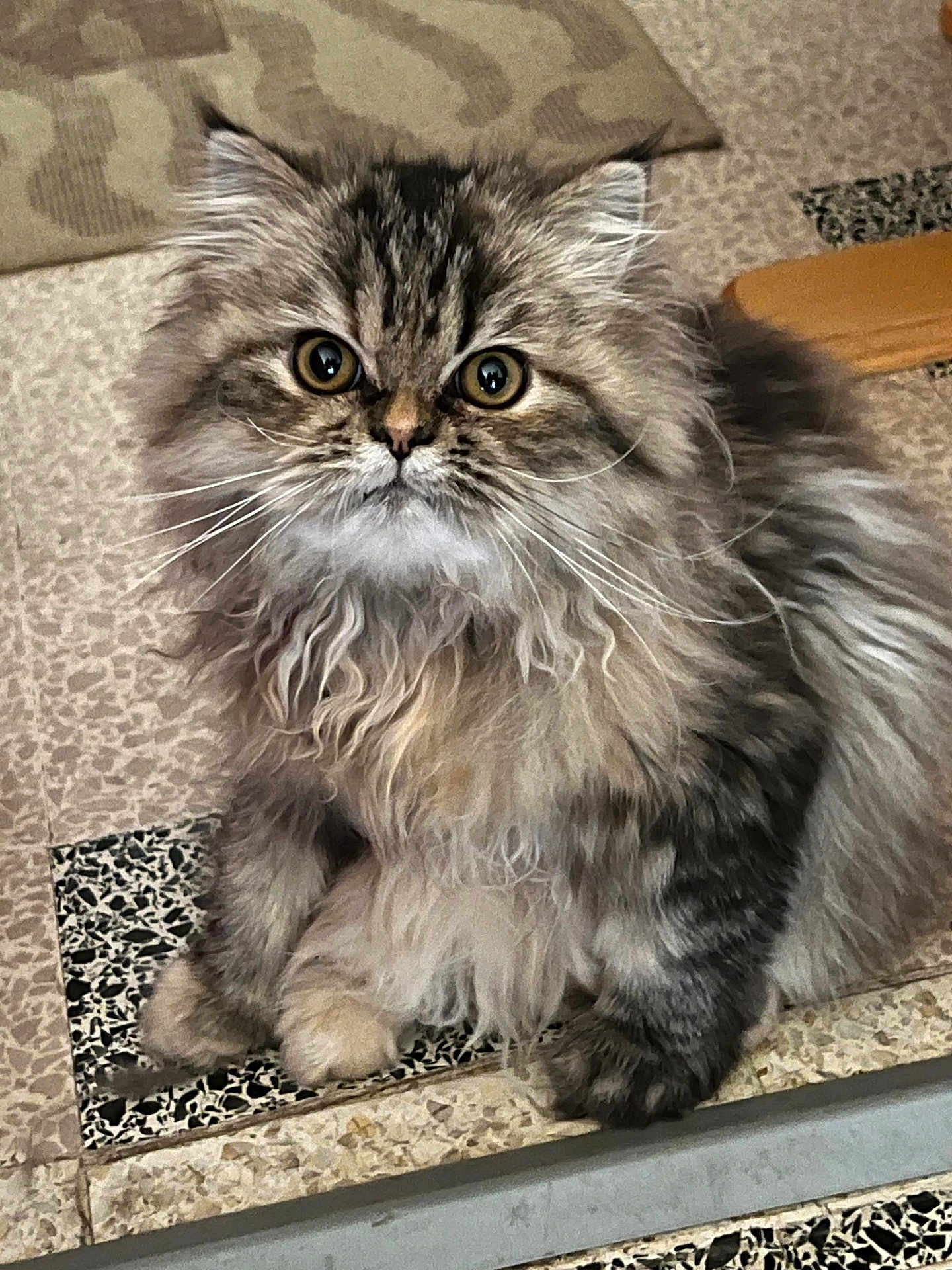 Valentine a rejoint le concours — aidez-le/la à gagner de superbes lots ! cat, fluffy, long_hair, pet, animal, wide_eyes, sitting, indoor, floor, tile, pattern, whiskers, cute, furry, domestic, portrait, mammal, curious, feline, closeup