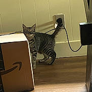 Radium joined the competition — help win amazing prizes! cat, tabby_cat, cardboard_box, amazon_logo, black_cable, wooden_floor, indoor, pet, curious, playful, wall, plug_socket, tail_up, flooring, household, domestic_animal, feline, striped, side_view, shadow