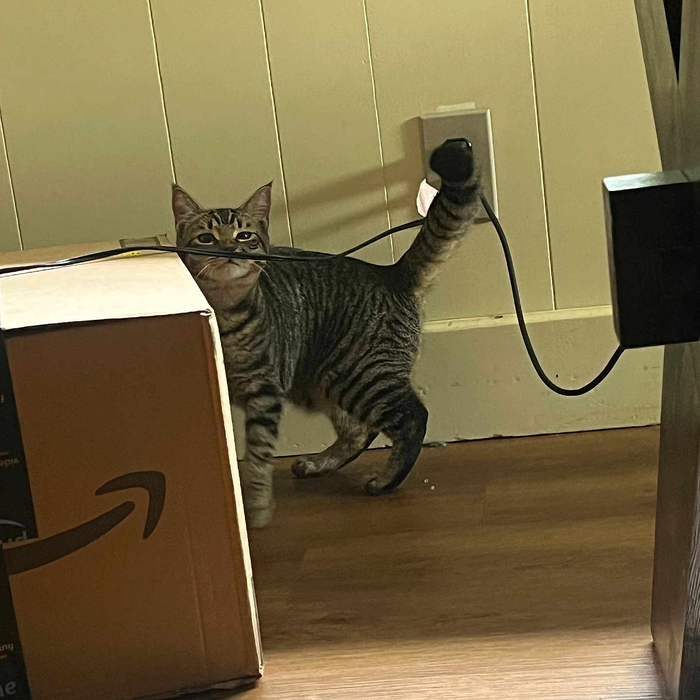 Radium joined the competition — help win amazing prizes! amazon_logo, black_cable, cardboard_box, cat, curious, domestic_animal, feline, flooring, household, indoor, pet, playful, plug_socket, shadow, side_view, striped, tabby_cat, tail_up, wall, wooden_floor