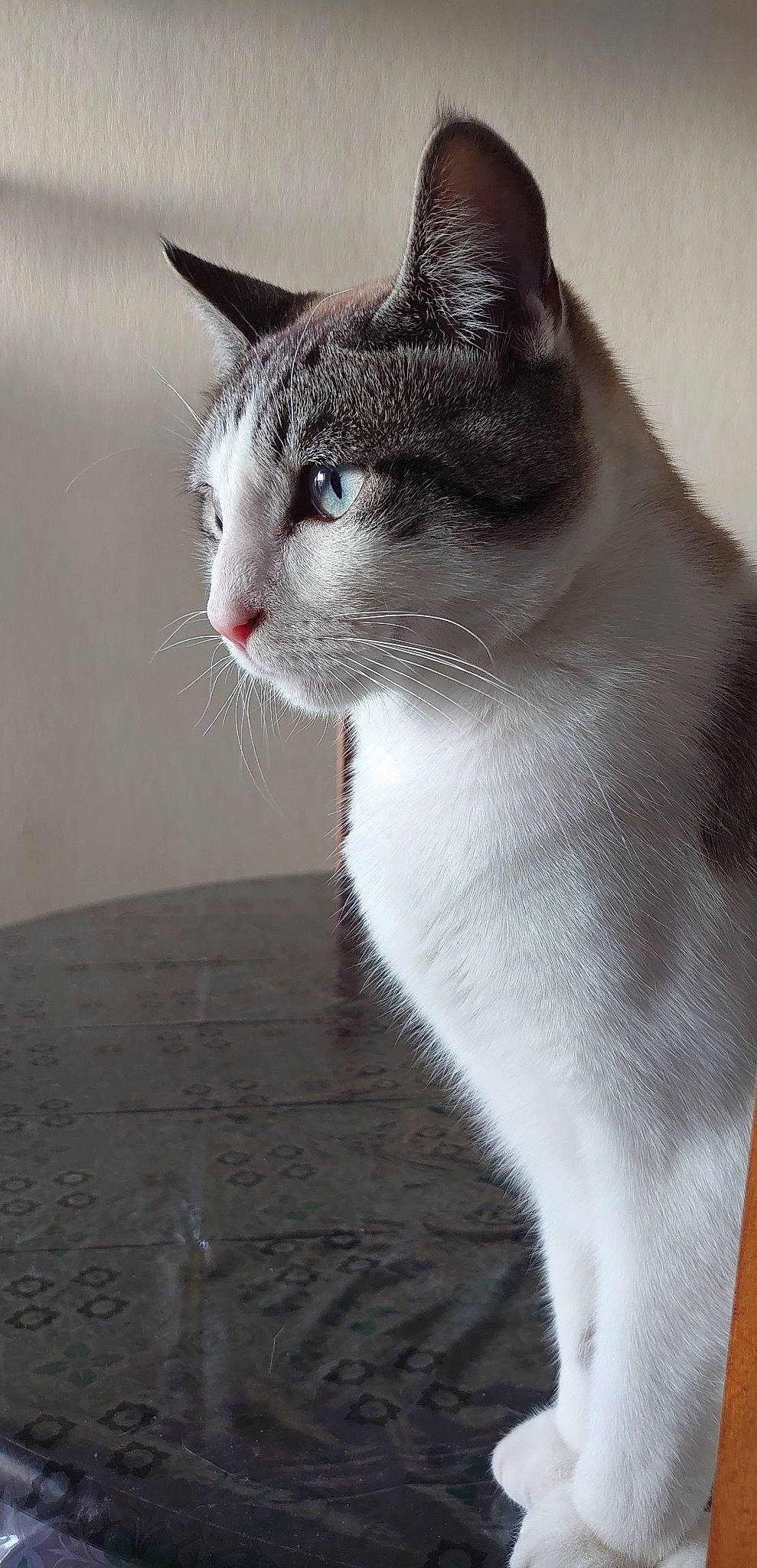 Moka participe au concours pour gagner de l'argent avec cette photo : carnivore, cat, domestic_short_haired_cat, felidae, fur, grey, monochrome_photography, paw, small_to_medium_sized_cats, snout, tail, whiskers, window, wood