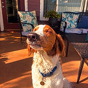 Oliver is registered to the contest to win money with this photo: dog, spaniel, pet, canine, sitting, outdoor, patio, sunlight, golden_hour, portrait, closed_eyes, floppy_ears, brown_and_white, curly_fur, collar, dog_tag, nose, whiskers, chairs, house
