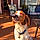 Oliver