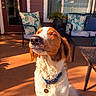 dog, spaniel, pet, canine, sitting, outdoor, patio, sunlight, golden_hour, portrait, closed_eyes, floppy_ears, brown_and_white, curly_fur, collar, dog_tag, nose, whiskers, chairs, house