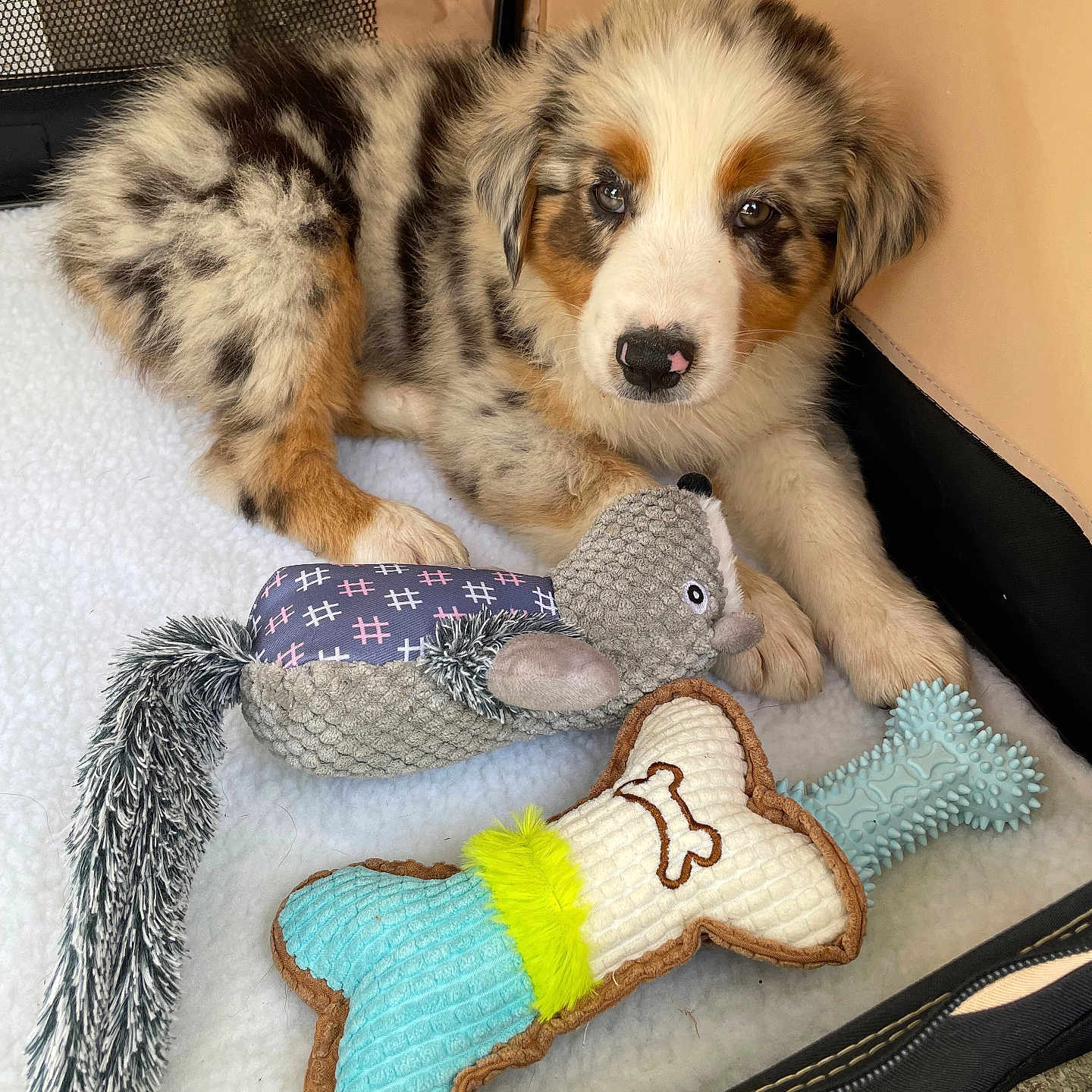 Blue participe au concours pour gagner de l'argent avec cette photo : puppy, dog, toy, stuffed_animal, pen, furry, cute, pet, animal, brown, white, black, cozy, soft, playful, indoor, closeup, young, adorable, resting