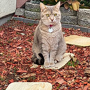 Tater Tot joined the competition — help win amazing prizes! cat, animal, outdoor, garden, mulch, stepping_stone, plant, succulent, statue, groot, yellow_eyes, pet, feline, sitting, curious, nature, yard, stone, portrait, whimsical