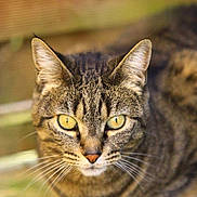 Safir a rejoint le concours — aidez-le/la à gagner de superbes lots !