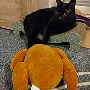 Cola participe au concours pour gagner de l'argent avec cette photo : black_cat, cat, plush_toy, stuffed_toy, turkey_toy, carpet, furniture, scratcher_bed, indoor, pet, animal, curious, looking, cozy, floor, home, cute, toy, resting, playful