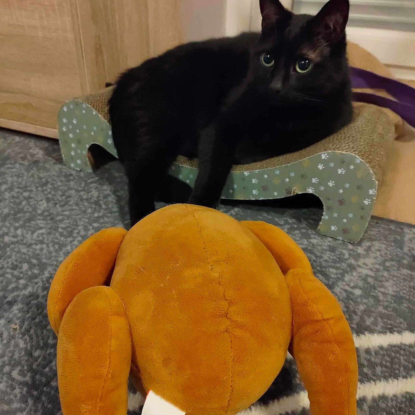 Cola participe au concours pour gagner de l'argent avec cette photo : black_cat, cat, plush_toy, stuffed_toy, turkey_toy, carpet, furniture, scratcher_bed, indoor, pet, animal, curious, looking, cozy, floor, home, cute, toy, resting, playful
