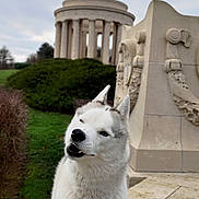 Maya a rejoint le concours — aidez-le/la à gagner de superbes lots ! husky, dog, winking, outdoor, monument, stone, grass, bush, architecture, pet, canine, nature, park, playful, animal, portrait, daylight, muzzle, fur, collar
