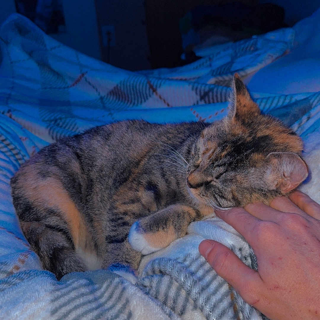 Rainie is registered to the contest to win money with this photo: bedroom, blanket, cat, comfort, cozy, feline, fur, hand, indoor, nighttime, pattern, paw, pet, relaxation, resting, sleeping, soft, striped, tabby, warm