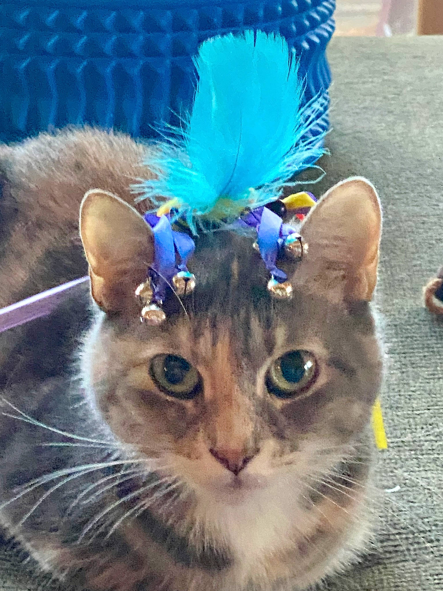 Esmeralda joined the competition — help win amazing prizes! blue, carnivore, cat, costume_hat, domestic_short_haired_cat, electric_blue, fashion_accessory, fawn, feather, felidae, fur, grass, hat, iris, natural_material, photo_caption, small_to_medium_sized_cats, snout, tail, whiskers