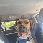 Spitfire joined the competition — help win amazing prizes! dog, pet, car_interior, blue_harness, tongue_out, happy, seated, seat, window, daylight, canine, leash, head, ears, nose, mouth, fur, animal, transport, vehicle