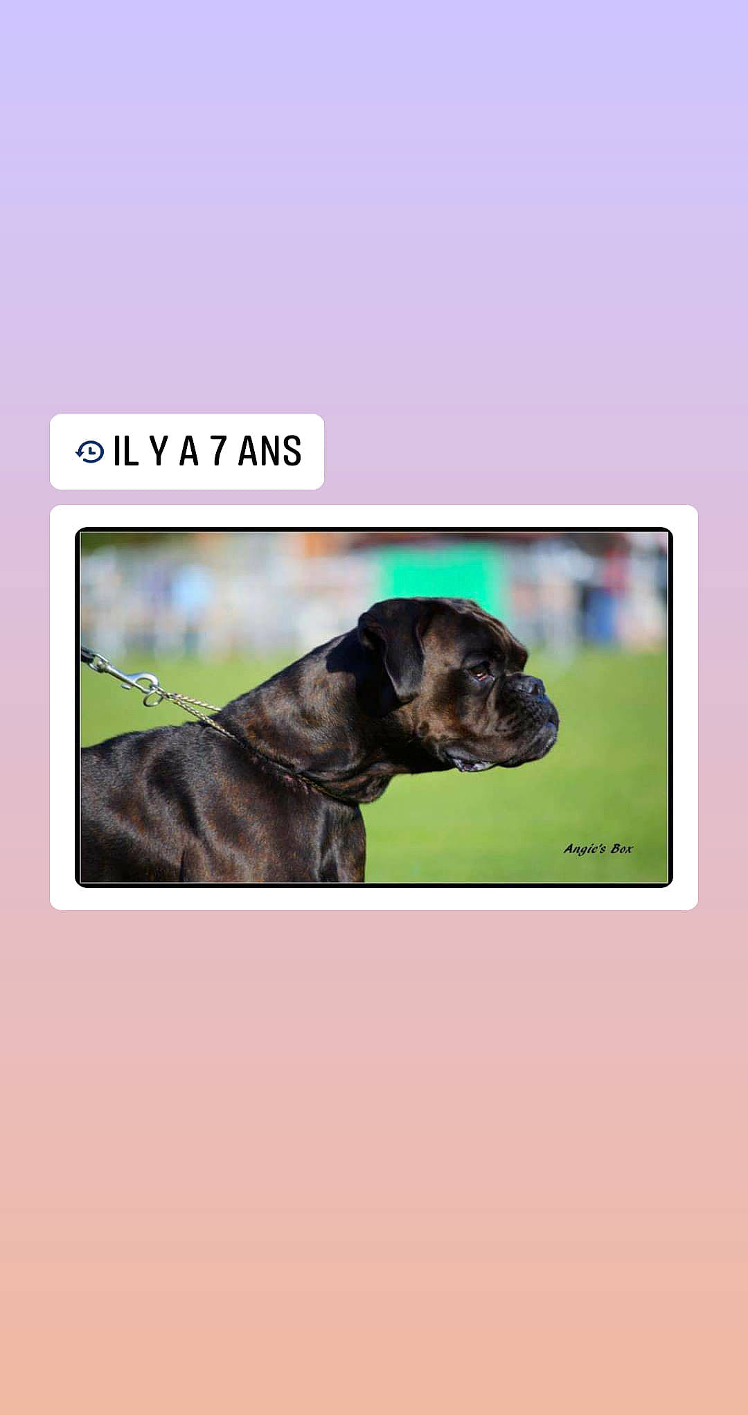 Foudre a rejoint le concours — aidez-le/la à gagner de superbes lots ! cane_corso, canidae, carnivore, dog, dog_breed, great_dane, guard_dog, molosser, puppy, snout, sporting_group, working_dog