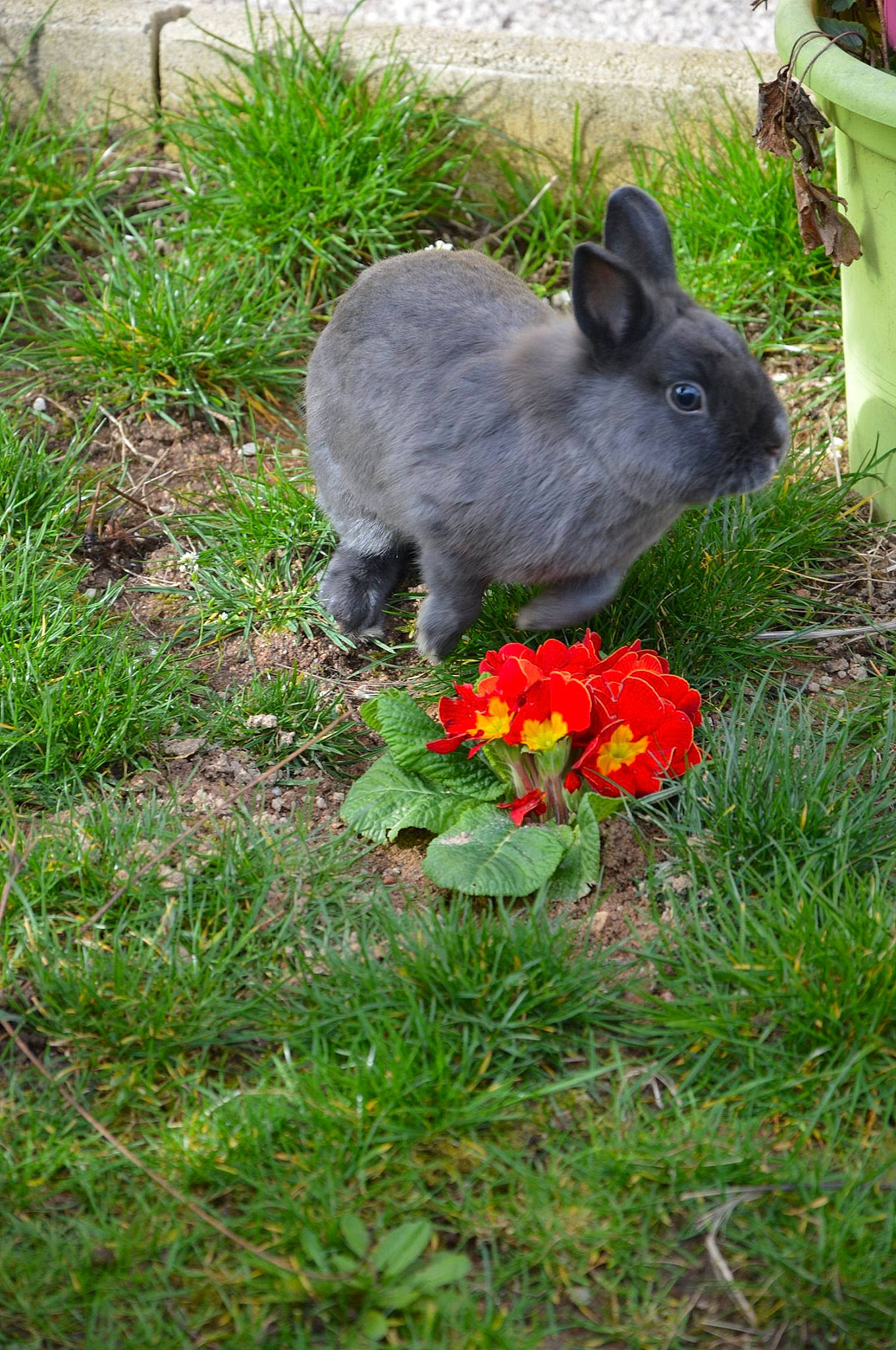Pacha participe au concours pour gagner de l'argent avec cette photo : domestic_rabbit, fawn, flower, garden, grass, groundcover, hare, perennial_plant, plant, rabbit, rabbits_and_hares, wood_rabbit, yard