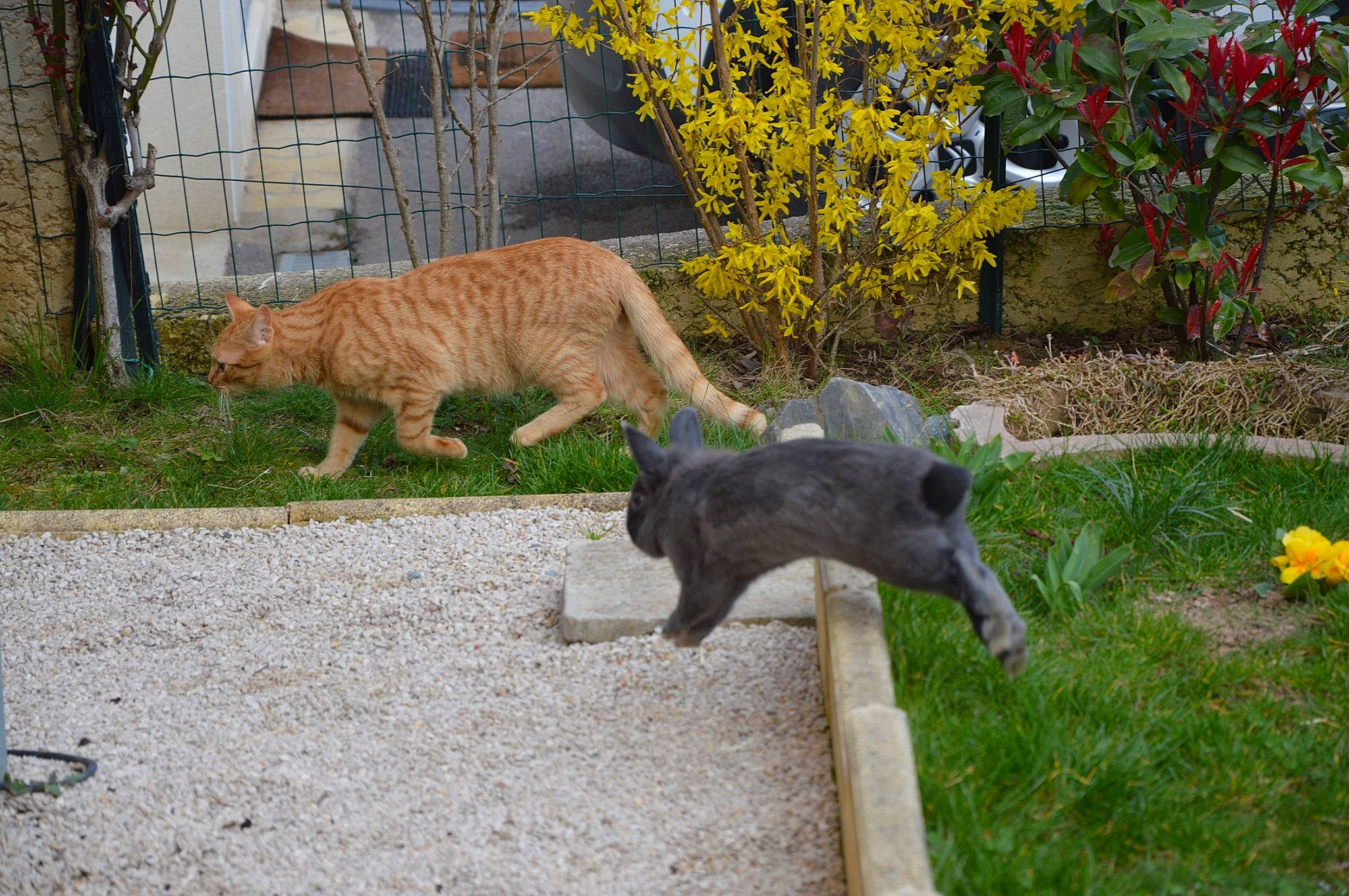 Pacha participe au concours pour gagner de l'argent avec cette photo : british_shorthair, canidae, carnivore, cat, chartreux, domestic_short_haired_cat, european_shorthair, fawn, felidae, flower, kitten, plant, russian_blue, small_to_medium_sized_cats, tail, wildlife, yellow, zoo