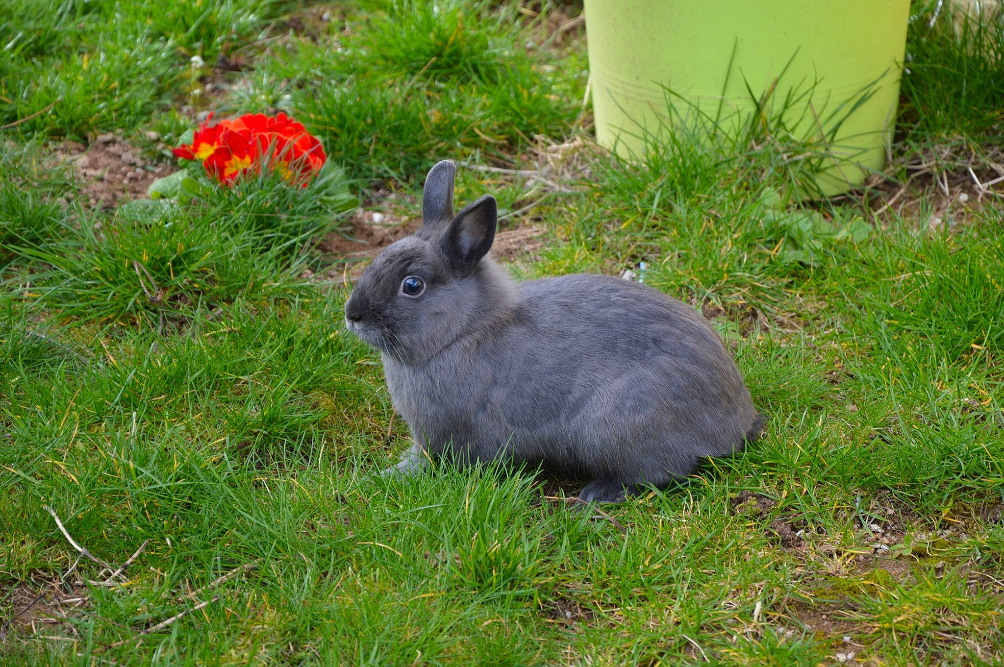Pacha a rejoint le concours — aidez-le/la à gagner de superbes lots ! domestic_rabbit, fawn, grass, groundcover, hare, lower_keys_marsh_rabbit, mammal, mountain_cottontail, plant, rabbit, rabbits_and_hares, vertebrate, wildlife, wood_rabbit