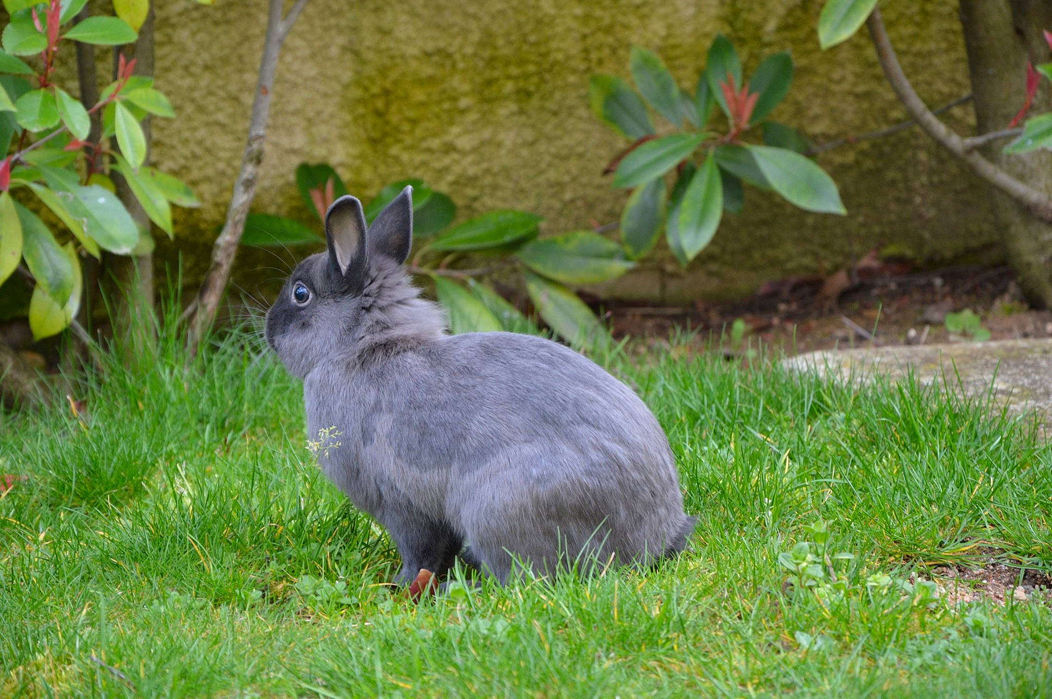 Pacha a rejoint le concours — aidez-le/la à gagner de superbes lots ! domestic_rabbit, grass, hare, lower_keys_marsh_rabbit, mammal, plant, rabbit, rabbits_and_hares, snowshoe_hare, vertebrate, wildlife, wood_rabbit