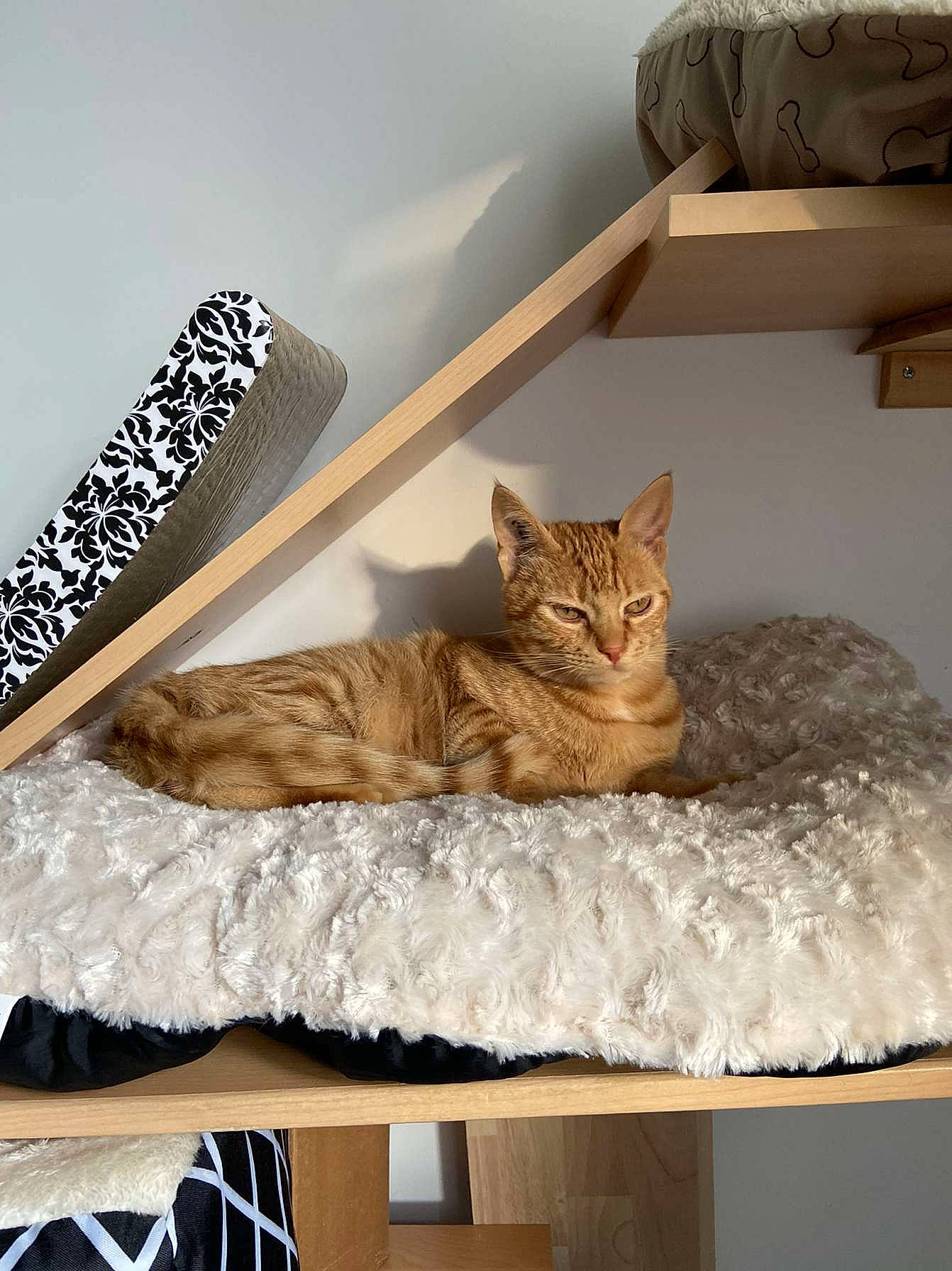 Simba participe au concours pour gagner de l'argent avec cette photo : american_shorthair, asian, beige, bengal, carnivore, cat, cat_bed, comfort, dragon_li, european_shorthair, felidae, fur, furniture, ocicat, room, small_to_medium_sized_cats, studio_couch, tabby_cat, table, whiskers