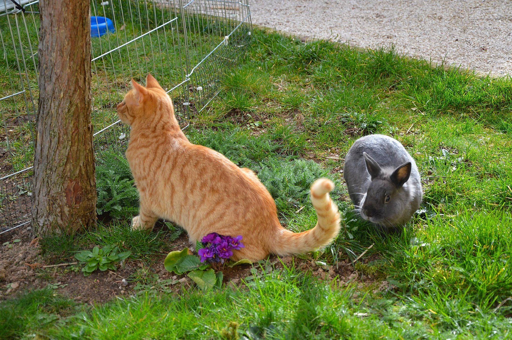 Simba a rejoint le concours — aidez-le/la à gagner de superbes lots ! carnivore, cat, domestic_short_haired_cat, european_shorthair, fawn, felidae, german_rex, grass, plant, small_to_medium_sized_cats, tabby_cat, tail, terrestrial_animal, whiskers