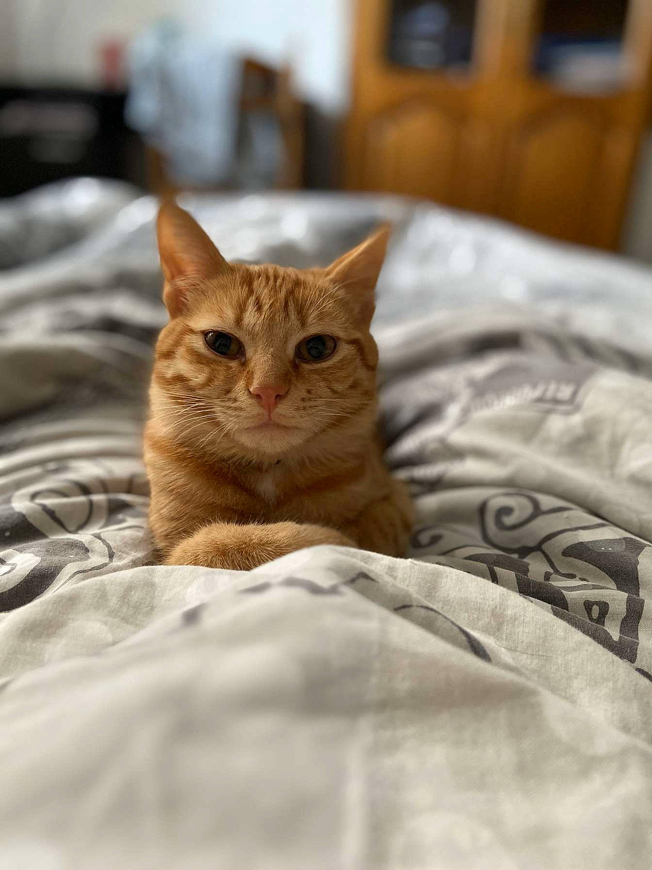 Simba participe au concours pour gagner de l'argent avec cette photo : aegean_cat, american_shorthair, arabian_mau, asian, australian_mist, bengal, carnivore, cat, domestic_short_haired_cat, dragon_li, european_shorthair, felidae, german_rex, kitten, mammal, ocicat, small_to_medium_sized_cats, snout, tabby_cat, whiskers