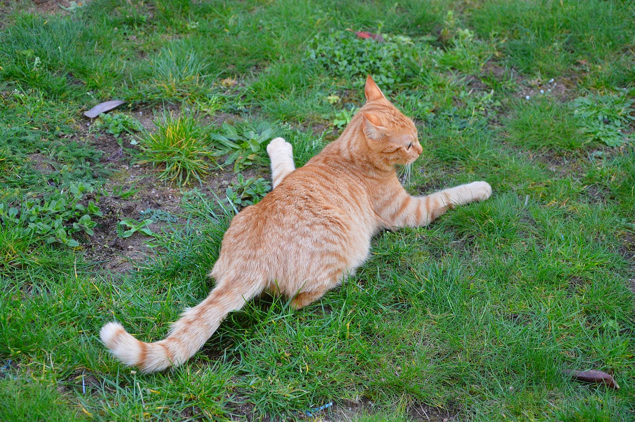 Simba participe au concours pour gagner de l'argent avec cette photo : carnivore, cat, domestic_short_haired_cat, european_shorthair, fawn, felidae, german_rex, grass, mammal, small_to_medium_sized_cats, tabby_cat, tail, terrestrial_animal, whiskers, wild_cat