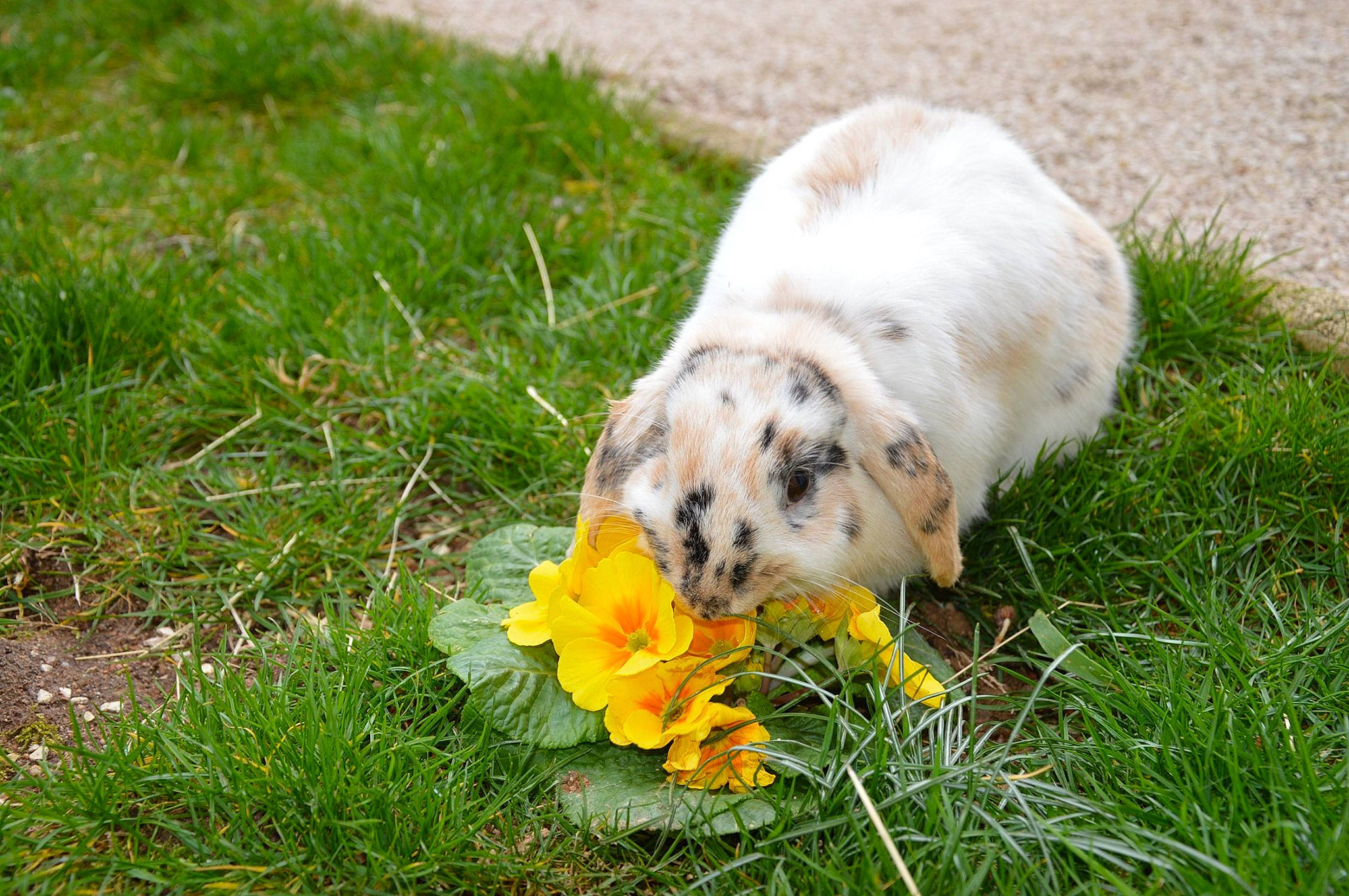 Pêche a rejoint le concours — aidez-le/la à gagner de superbes lots ! canidae, dog_breed, flower, grass, meadow, plant, wildflower