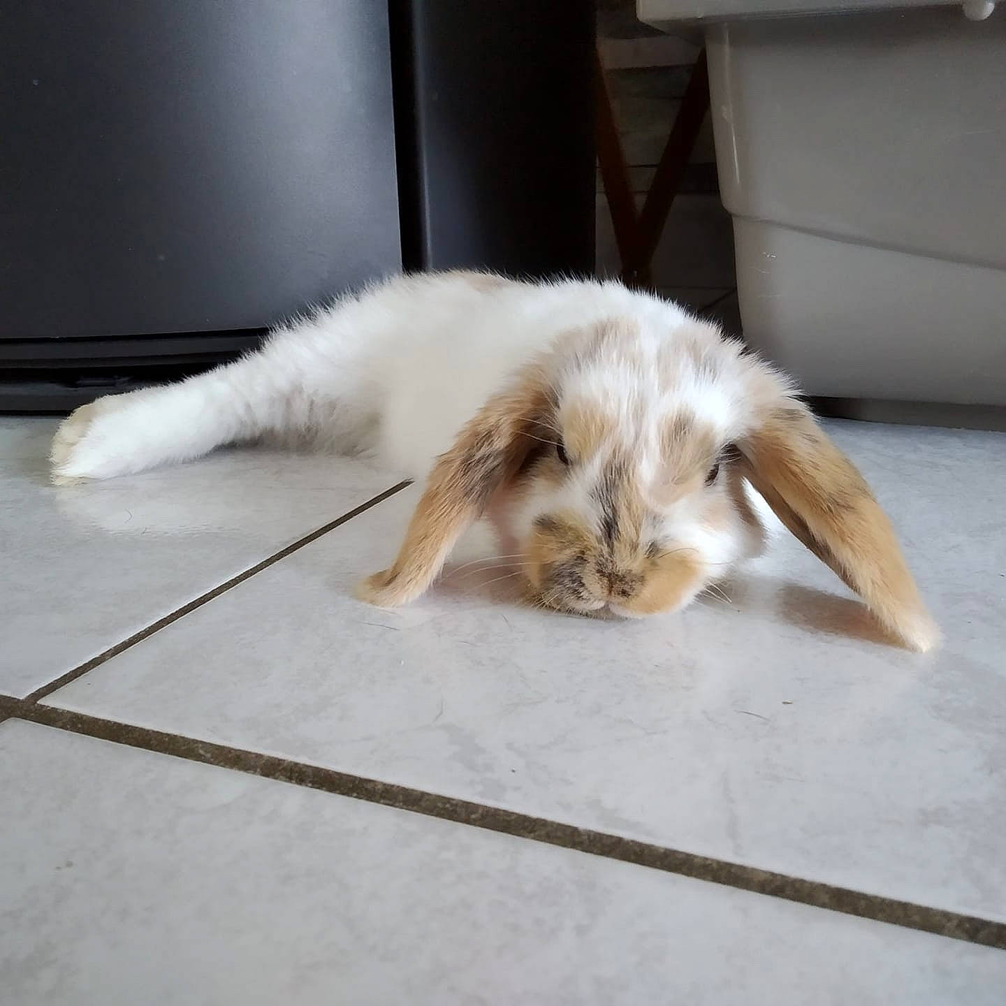 Pêche participe au concours pour gagner de l'argent avec cette photo : cat, claw, domestic_rabbit, ear, fawn, felidae, fur, rabbit, rabbits_and_hares, small_to_medium_sized_cats, tail, whiskers