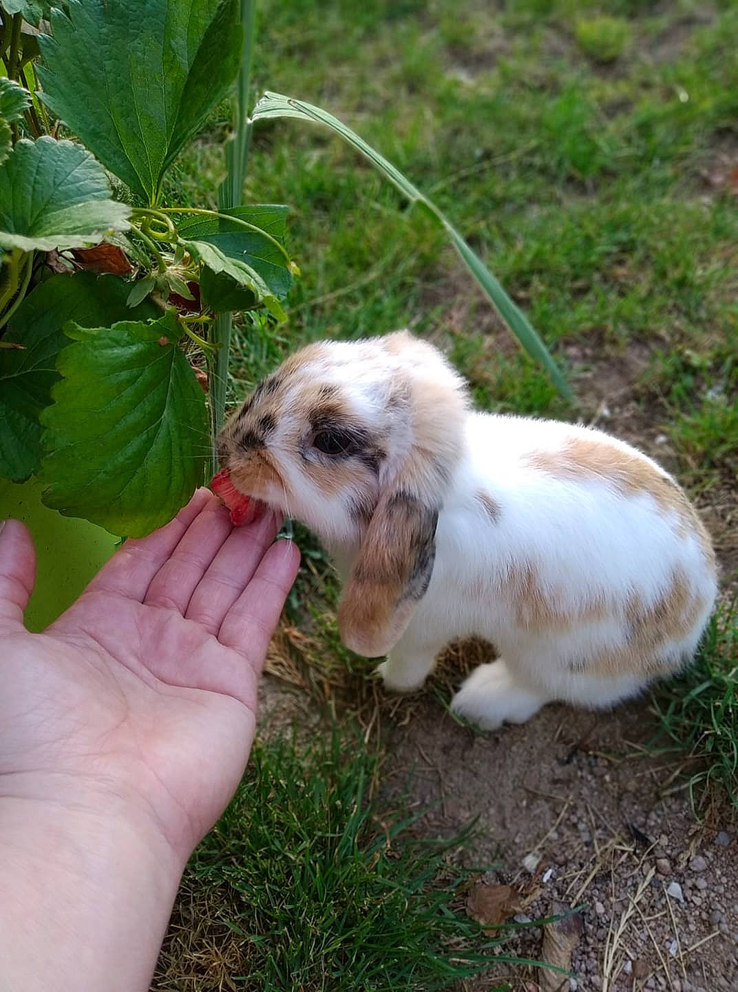 Pêche a rejoint le concours — aidez-le/la à gagner de superbes lots ! canidae, domestic_rabbit, hare, plant, rabbit, rabbits_and_hares