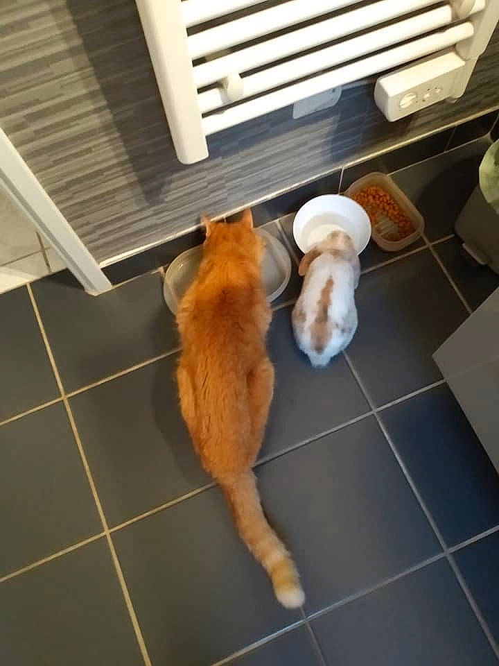 Pêche participe au concours pour gagner de l'argent avec cette photo : canidae, carnivore, cat, companion_dog, dog, dog_breed, fawn, felidae, finnish_spitz, floor, flooring, fur, non_sporting_group, pomeranian, puppy, small_to_medium_sized_cats, sporting_group, tail, tile