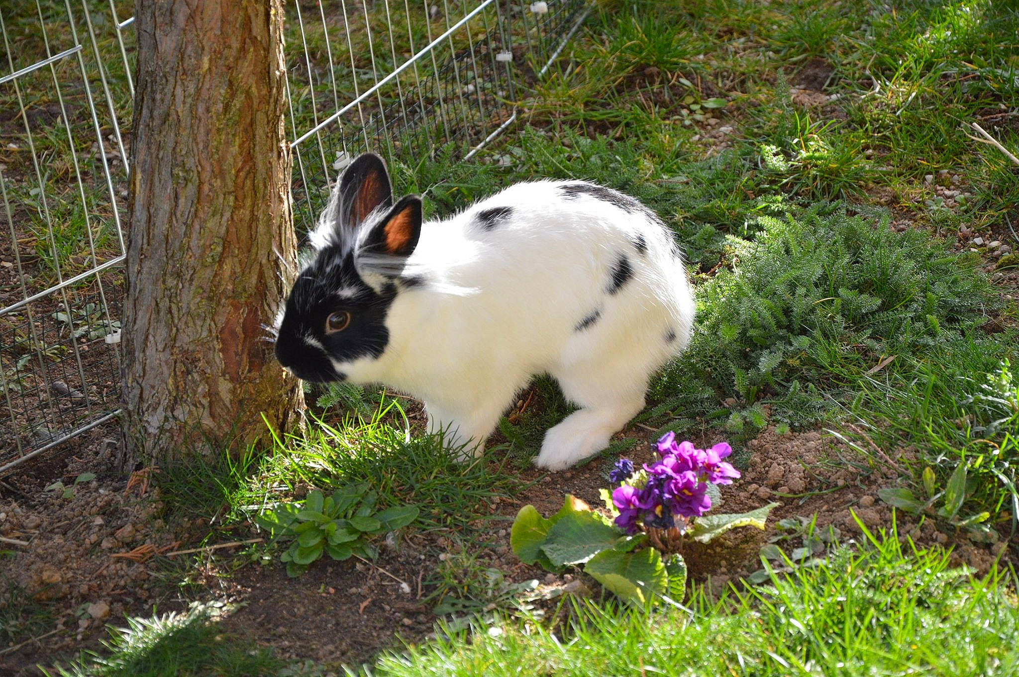Régliss participe au concours pour gagner de l'argent avec cette photo : domestic_rabbit, fawn, grass, hare, plant, rabbit, rabbits_and_hares, wildlife