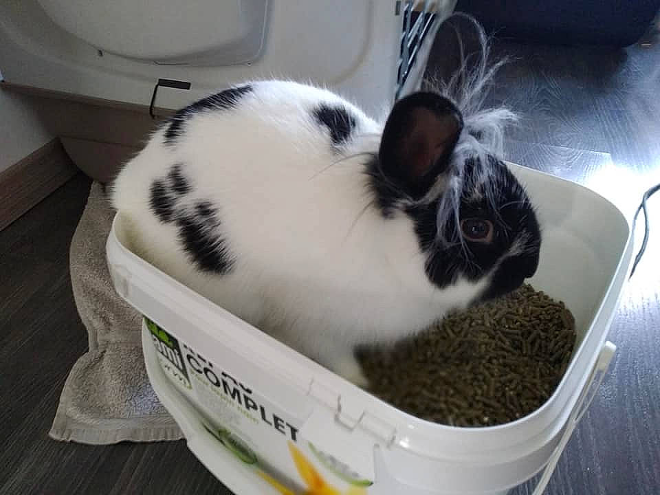 Régliss participe au concours pour gagner de l'argent avec cette photo : box, cat, cat_supply, domestic_rabbit, felidae, litter_box, pet_supply, rabbit, rabbits_and_hares, whiskers