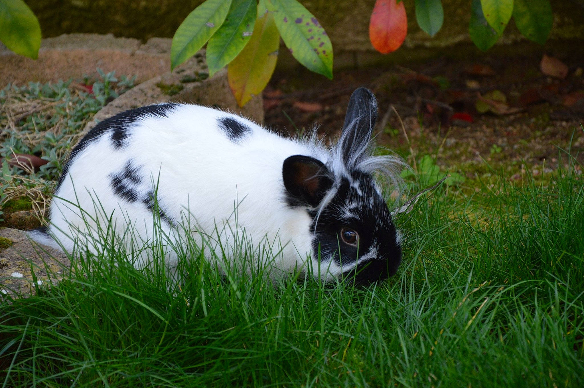 Régliss participe au concours pour gagner de l'argent avec cette photo : domestic_rabbit, grass, hare, plant, rabbit, rabbits_and_hares, whiskers, wildlife