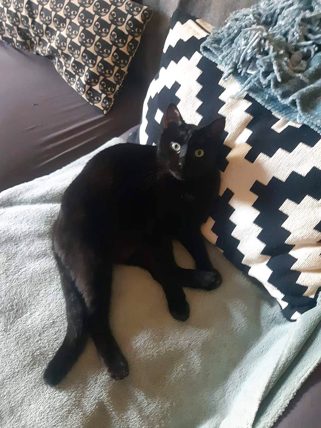 Baba a rejoint le concours — aidez-le/la à gagner de superbes lots ! black, black_cat, bombay, carnivore, cat, claw, comfort, domestic_short_haired_cat, felidae, fur, light, linens, room, shadow, small_to_medium_sized_cats, snout, tail, terrestrial_animal, tints_and_shades, whiskers