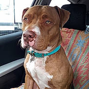 Heidi a rejoint le concours — aidez-le/la à gagner de superbes lots ! accessories, animal, belt, boxer, bulldog, canine, car, cushion, dog, headrest, homedecor, hound, labradorretriever, machine, pet, pitbull, pointer, spoke, transportation, vehicle