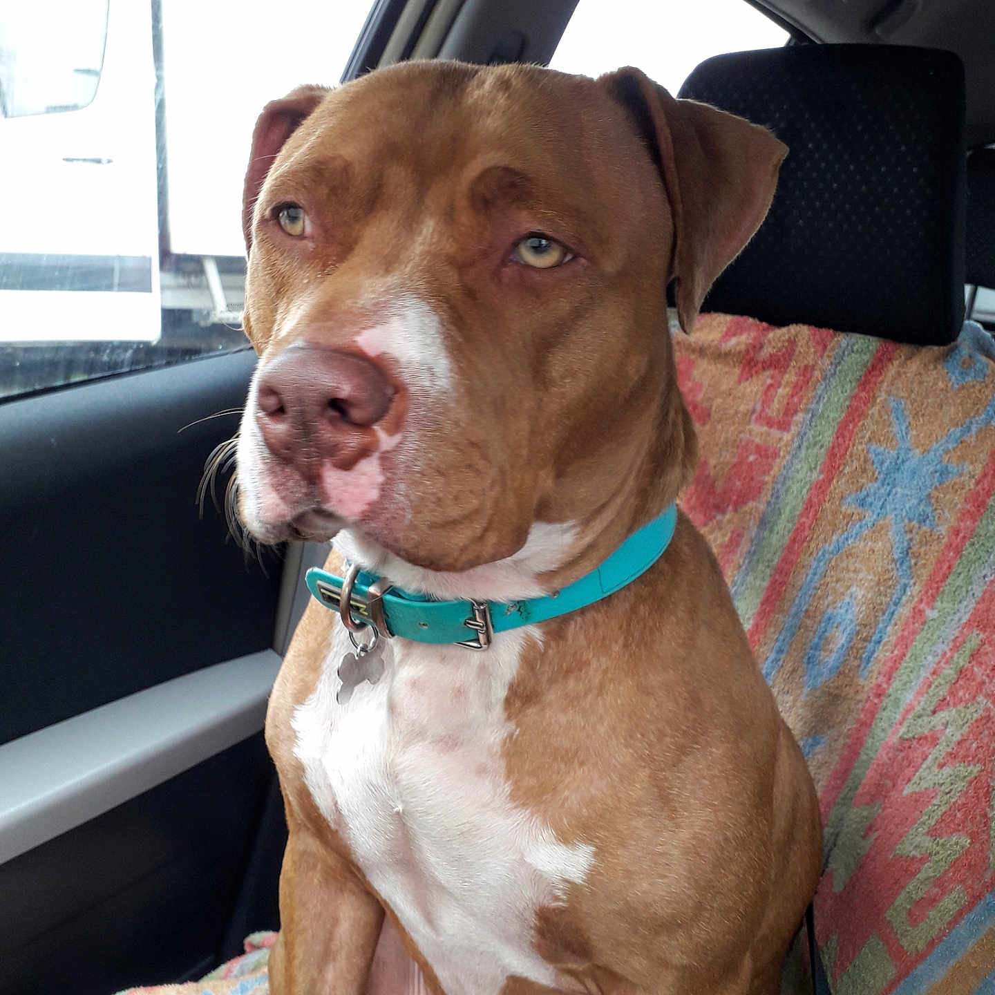 Heidi a rejoint le concours — aidez-le/la à gagner de superbes lots ! accessories, animal, belt, boxer, bulldog, canine, car, cushion, dog, headrest, homedecor, hound, labradorretriever, machine, pet, pitbull, pointer, spoke, transportation, vehicle