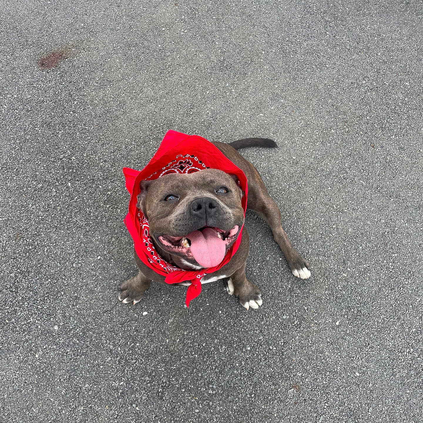 Bleuy participe au concours pour gagner de l'argent avec cette photo : dog, bulldog, pet, bandana, red, pavement, outdoor, street, sitting, happy, smiling, tongue, portrait, animal, canine, short-haired, brown, black, playful, photography