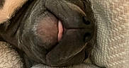 Bleuy a rejoint le concours — aidez-le/la à gagner de superbes lots ! puppy, dog, sleeping, resting, tongue, floppy_ears, wrinkled_face, close_up, portrait, blanket, cuddly, cozy, indoors, cushions, soft_texture, brown_dog, pet, cute, relaxed, snuggled