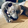 Bleuy participe au concours pour gagner de l'argent avec cette photo : dog, puppy, pit_bull, lying_down, sleepy, side_eye, portrait, indoor, home, wooden_floor, sunlight, shadow, furniture, couch, blanket, pet, short_hair, gray_coat, paws, relaxed