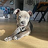 Bleuy participe au concours pour gagner de l'argent avec cette photo : puppy, dog, pet, animal, portrait, indoors, living_room, wooden_floor, sunlight, floppy_ears, paws, short_hair, gray_coat, sitting, lying_down, looking_at_camera, cute, home, furniture, television