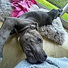 dog, dogs, greyhound, sleeping, lounging, lying_down, upside_down, close_up, pet, animal, indoors, window, garden, greenery, blanket, pink_fabric, fluffy_bed, wooden_floor, relaxed, funny_pose