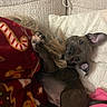 dog, puppy, small_dog, brown_dog, upside_down, lying_down, couch, sofa, blanket, pillow, plush_toy, indoor, home, cozy, pet, animal, portrait, close_up, relaxed, funny_pose