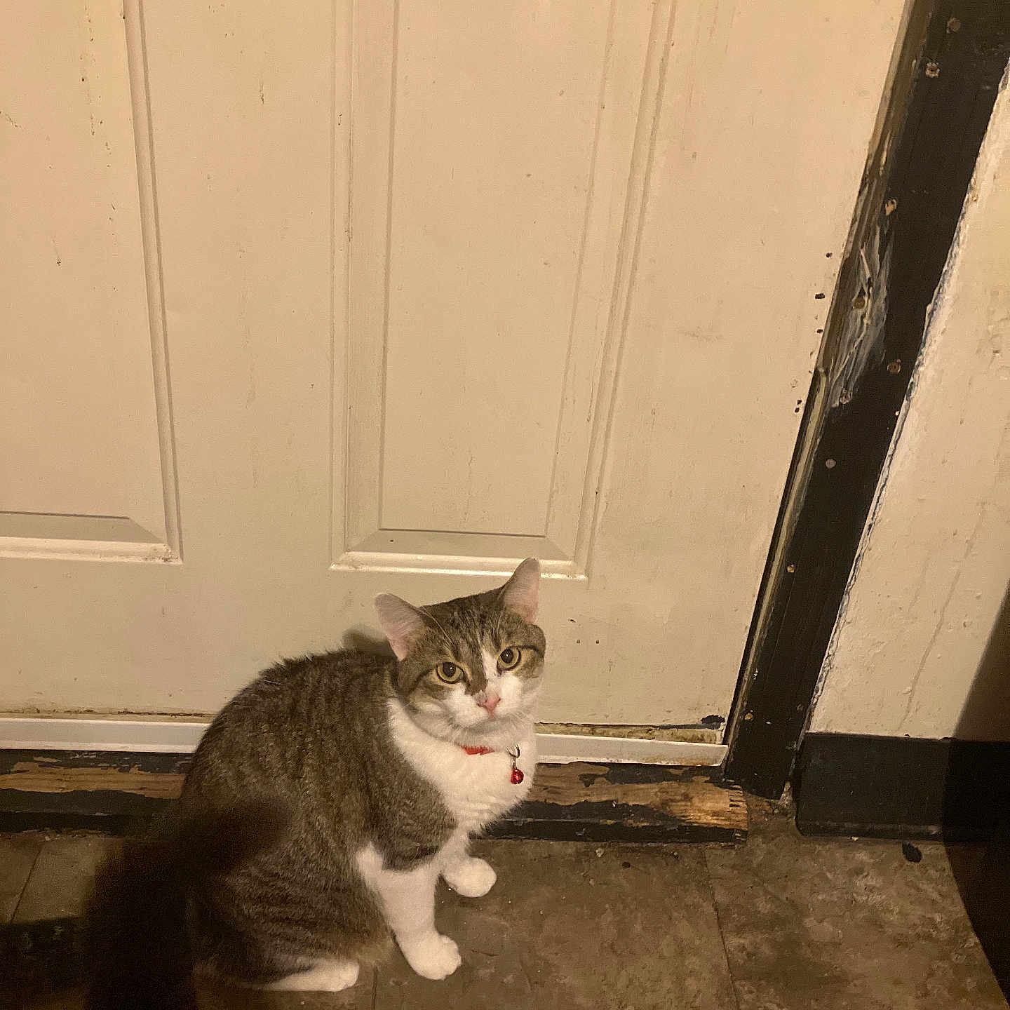 Baby joined the competition — help win amazing prizes! animal, cat, collar, curious, domestic, door, doorframe, feline, floor, house, indoor, looking_up, pet, red_collar, shadow, sitting, tabby_cat, tile_floor, wall, white_paws